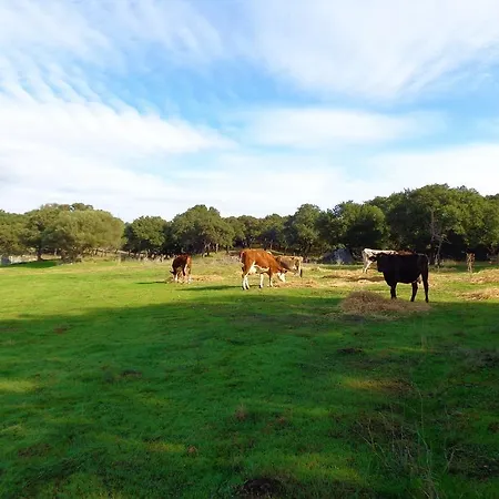 Chicchiritanos Monti