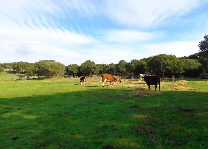 Chicchiritanos Monti